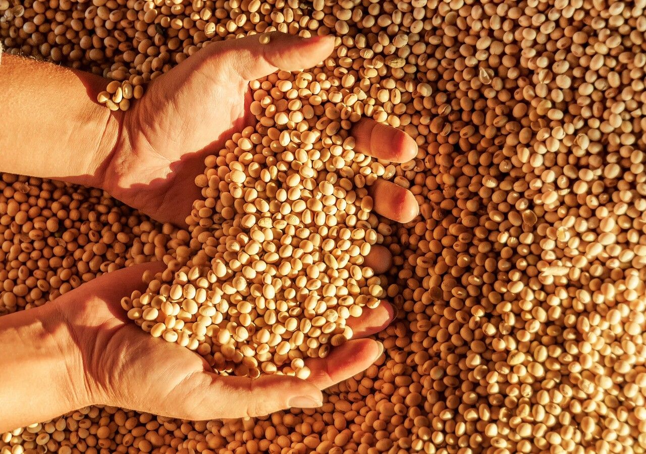 La soia è un legume dalle straordinarie proprietà nutrizionali, impiegato sia per l'alimentazione umana che zootecnica