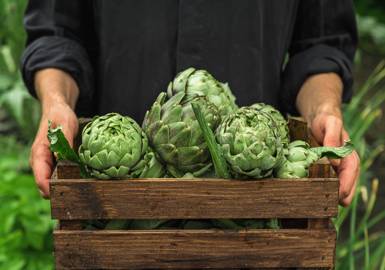 Il carciofo, un ortaggio pregiato dal sapore intenso e leggermente amarognolo, con un cuore tenero e carnoso