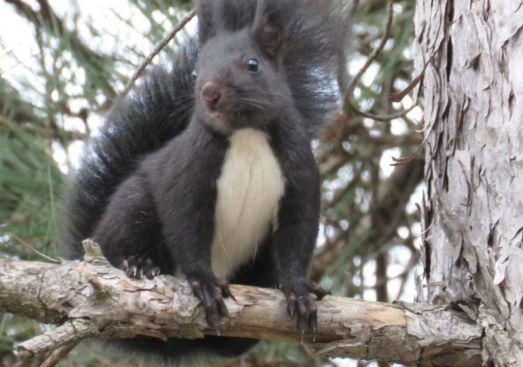 Dal 2017, quando è stato riconosciuto come specie distinta, lo scoiattolo nero è diventato un simbolo della ricchezza faunistica del Sud Italia.