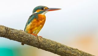 Questo piccolo uccello acquatico sta arrivando in Italia, colonizzer&agrave; fiumi, laghi e coste per tutto l&rsquo;inverno