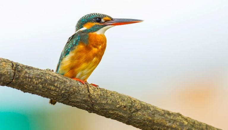 Ce petit oiseau aquatique arrive : il colonisera rivi&egrave;res, lacs et c&ocirc;tes pendant tout l&rsquo;hiver