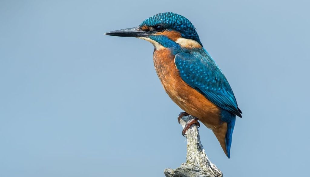 Martin pescatore. Il martin pescatore è un concentrato di adattamenti evolutivi straordinari. Lungo appena 16-17 centimetri, si distingue per una silhouette inconfondibile, con un corpo compatto, coda cortissima e un becco robusto e lungo, perfetto per arpionare le prede.