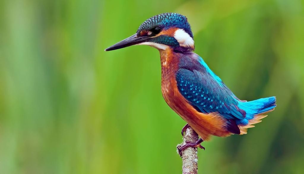 Martin pescatore. Durante il tuffo, gli occhi del martin pescatore vengono protetti da una terza palpebra trasparente (la membrana nittitante) che funge da veri e propri occhialini subacquei. Il becco entra in acqua senza quasi produrre onde, riducendo l'impatto visivo e acustico per la preda.