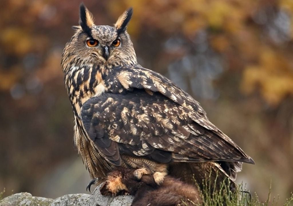 Gufo reale. Gufo reale.