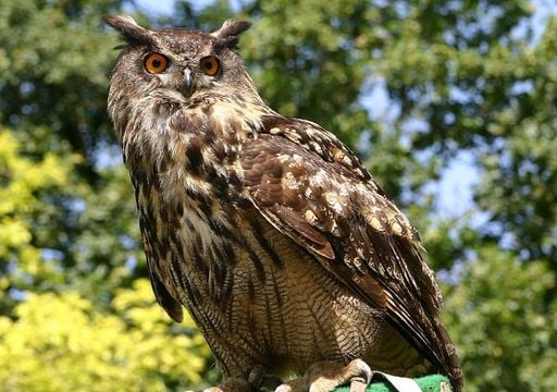 Questo uccello è il padrone delle notti italiane, il suo verso è udibile a chilometri di distanza