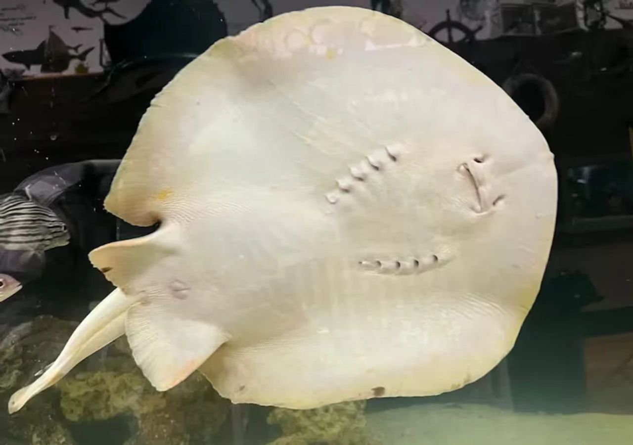 ¿Quién es el padre? El caso de la raya misteriosamente embarazada en un