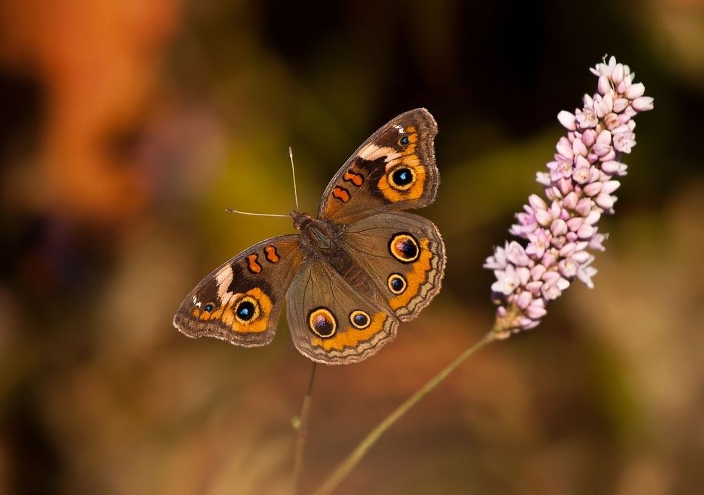 Mariposa Junonia coenia Mariposa Junonia coenia