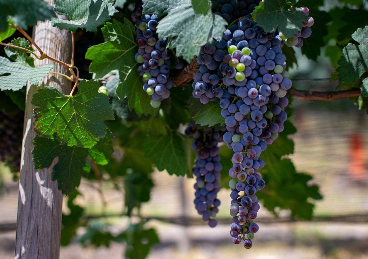 Ubicado cerca de ciudades icónicas como San Miguel de Allende y Dolores Hidalgo, el viñedo Tres Raíces ofrece una experiencia inolvidable que combina tradición, innovación y pasión por el vino. (Foto de Tres Raíces)