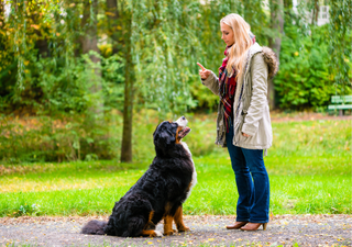 Do you want your dog to listen to you? Science reveals the secret to achieve it