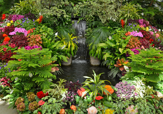 ¿Quieres un jardín exótico? Descubre las 10 plantas tropicales perfectas para tu jardín