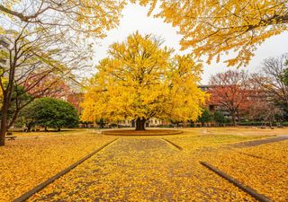 ¿Quieres un otoño inolvidable? Descubre los 5 árboles más espectaculares que harán brillar tu jardín