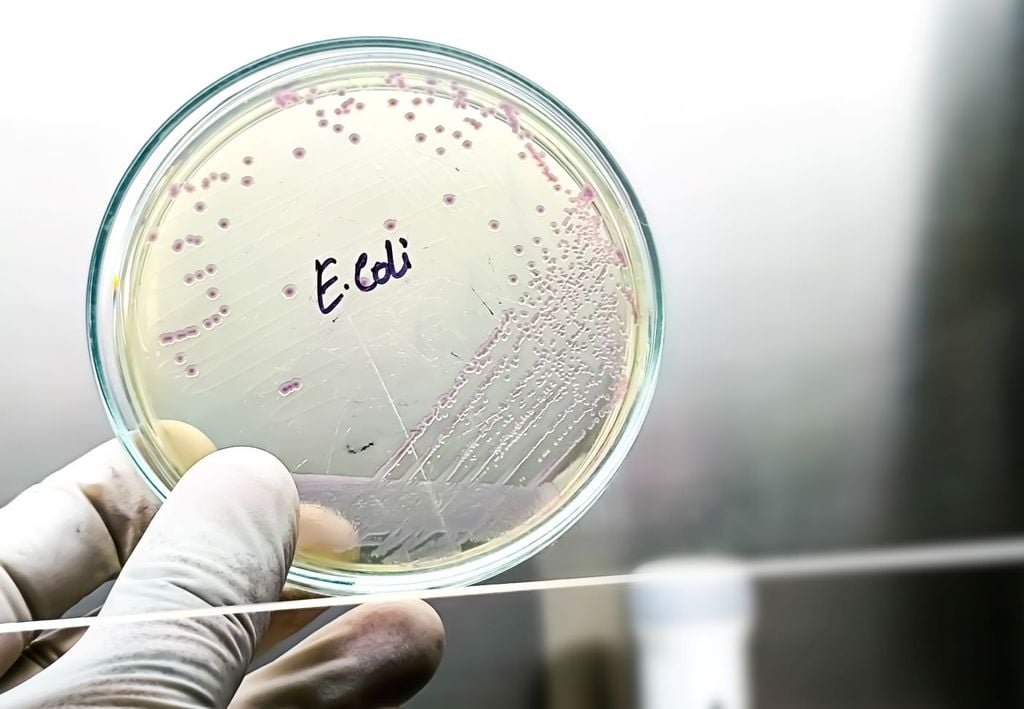 Al recibir esta señal masiva, todas se activan al mismo tiempo: liberan toxinas, atacan al cuerpo o crean una especie de escudo protector. Al recibir esta señal masiva, todas se activan al mismo tiempo: liberan toxinas, atacan al cuerpo o crean una especie de escudo protector.
