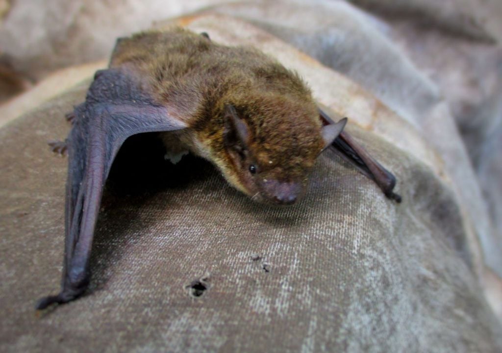 Murciélago Chile erradicó la rabia transmitida por perros hace más de una década, pero el virus persiste, silente, en colonias de murciélagos insectívoros.