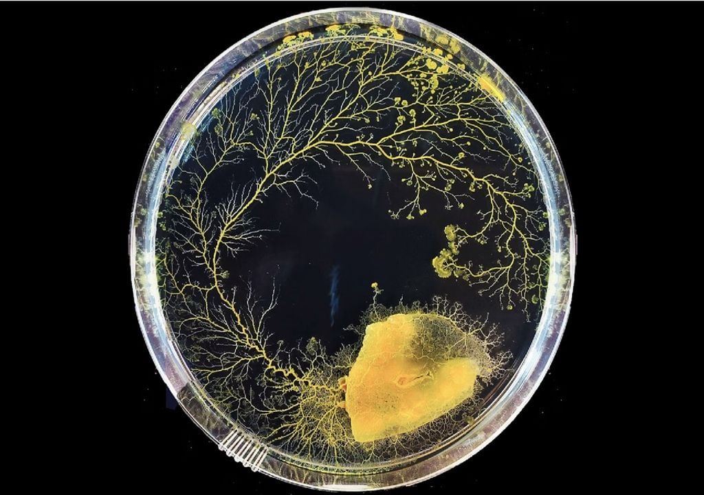 Physarum polycephalum numa placa de Petri.