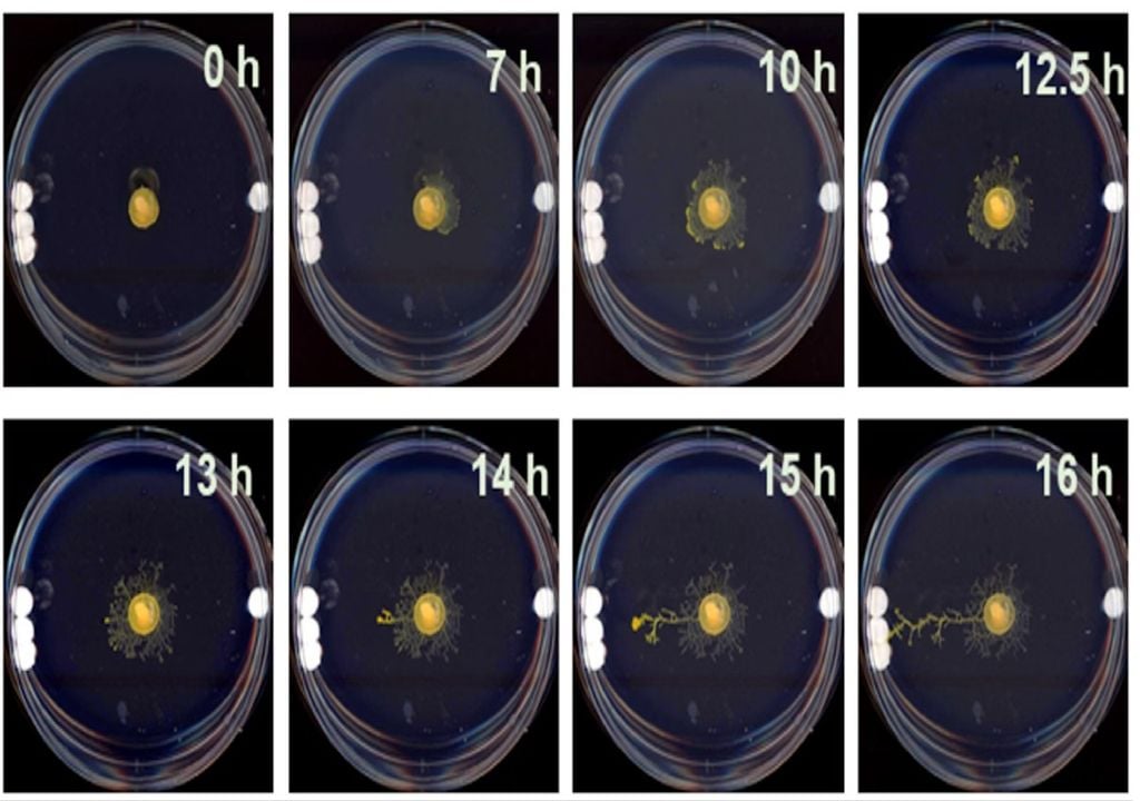 Série de imagens em time-lapse mostra o Physarum a crescer Série de imagens em time-lapse mostra o Physarum a crescer