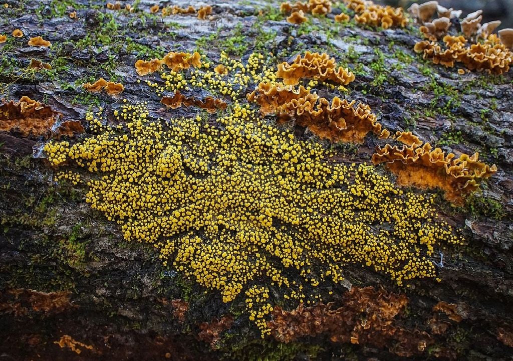 Physarum polycephalum no tronco de uma árvore Physarum polycephalum no tronco de uma árvore