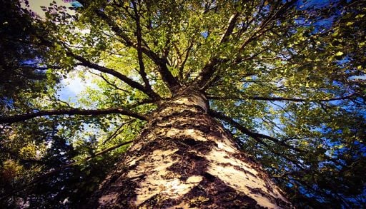 Radici &eacute; a nova plataforma que ajuda a escolher &aacute;rvores certas para cada freguesia do pa&iacute;s