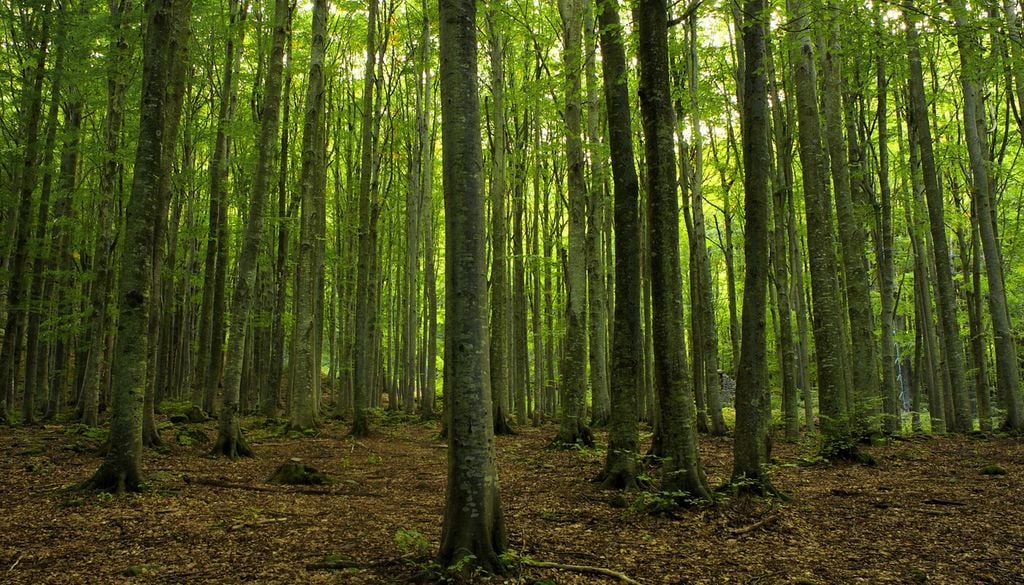 Le micorrize sono il risultato di una simbiosi tra particolari funghi del terreno e le radici delle piante
