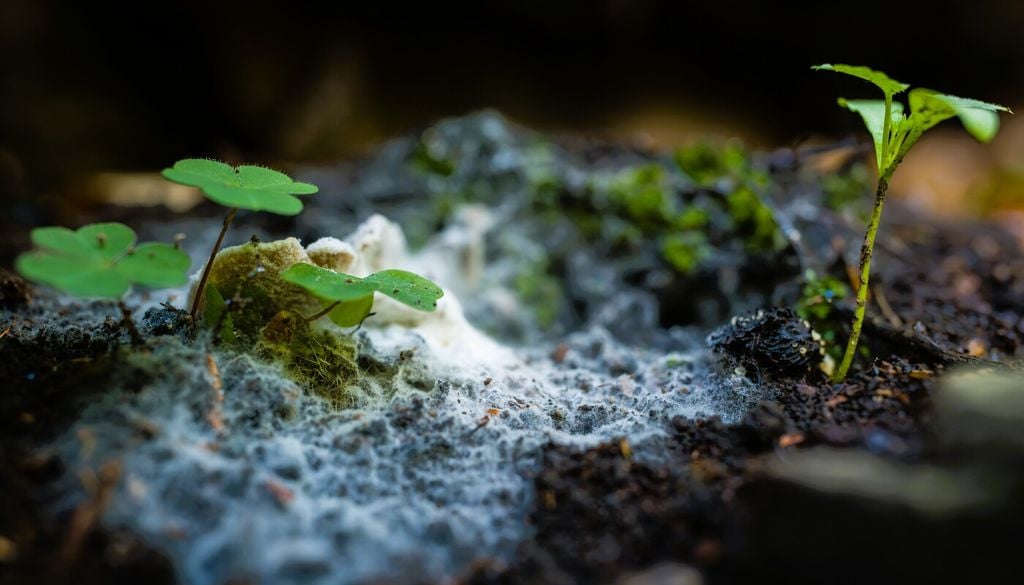 Questa associazione pianta-fungo è estremamente diffusa in natura e interessa la maggior parte delle specie vegetali
