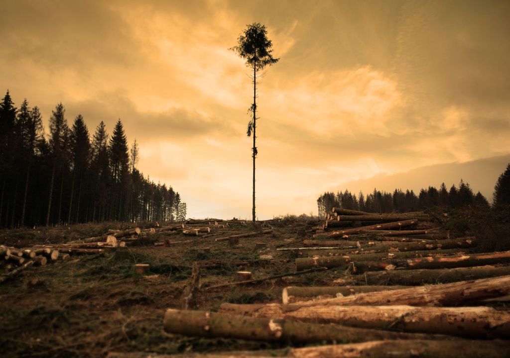 Deforestación Deforestación