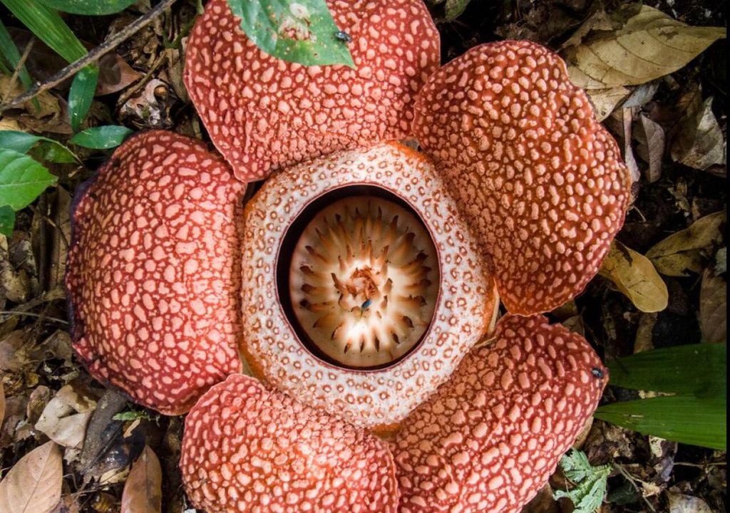 La flor más grande y rara del mundo huele a cadáver, ¡descúbrela!