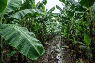Rajadas de at&eacute; 100 km/h: bananais alagados enfrentam novo risco em SP