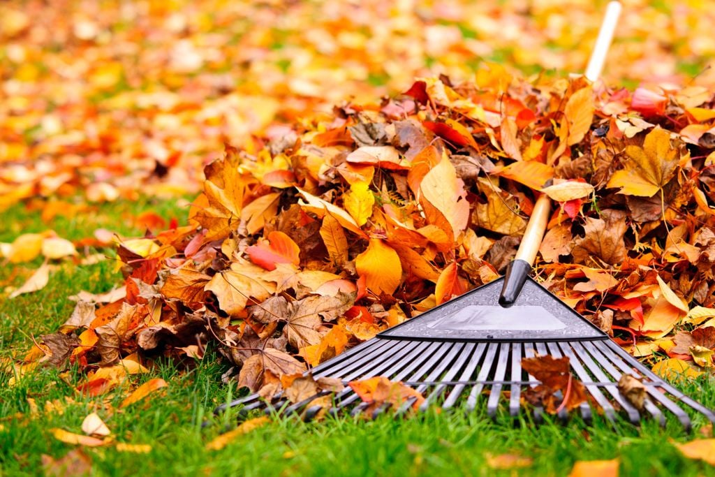 raking leaves