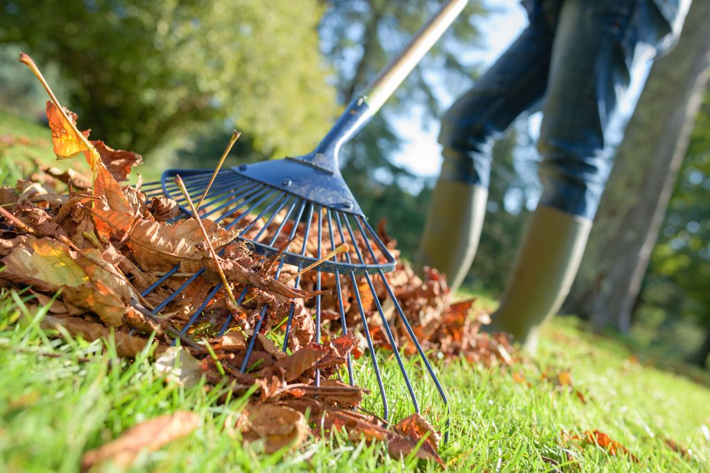 raking leaves raking leaves