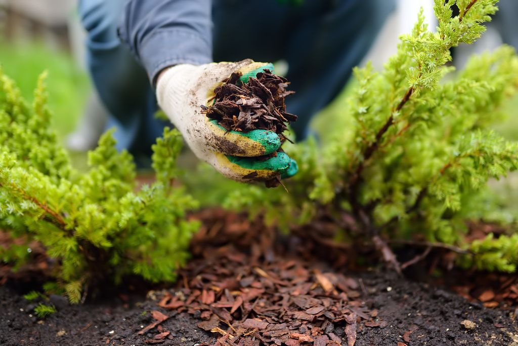 mulching mulching