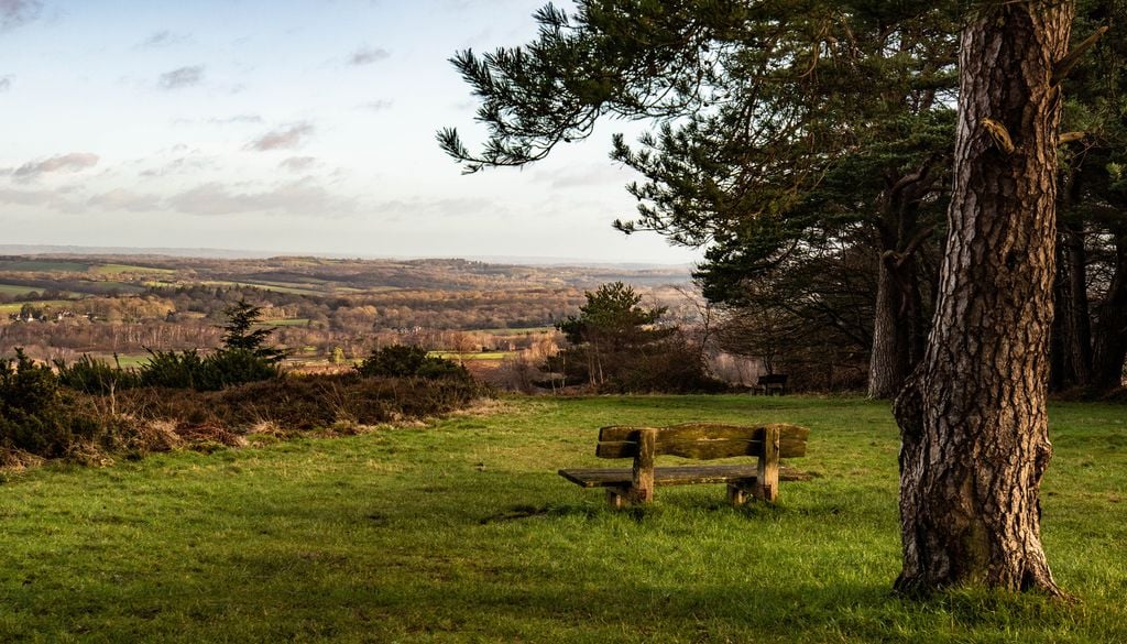 Le paysage caractéristique de la forêt d'Ashdown qui a inspiré l'auteur de Winnie l'Ourson.