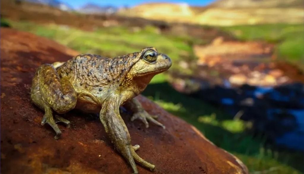 La ranita del Pehuenche (Alsodes pehuenche) habita pequeños cursos de agua en la cordillera del Maule, un ambiente muy acotado del que depende su supervivencia. Créditos de la imagen: Asociación Red Chilena de Herpetología.