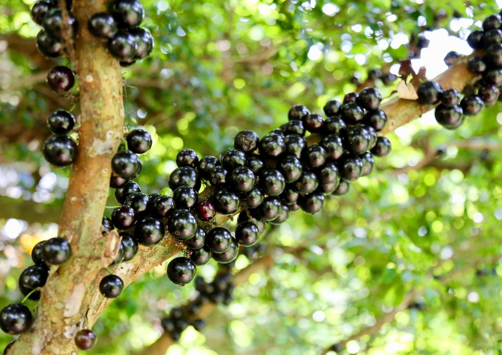 jabuticaba jabuticaba