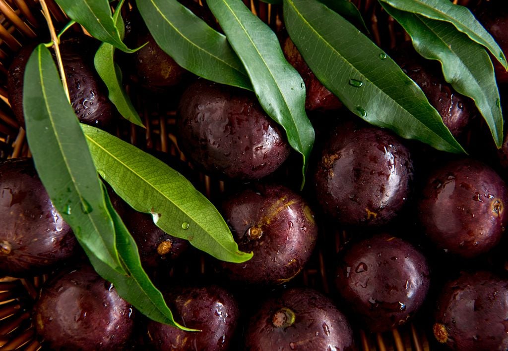 jabuticaba jabuticaba