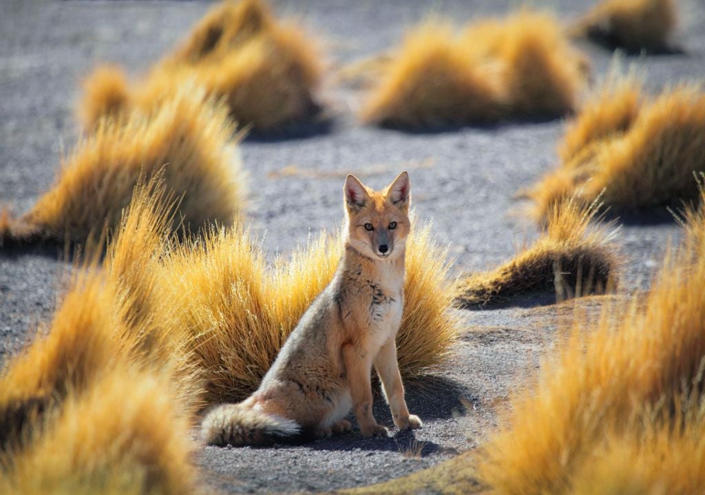 Le renard continue d'être un animal avec une population représentative en Amérique du Sud, même sous des latitudes plus septentrionales.