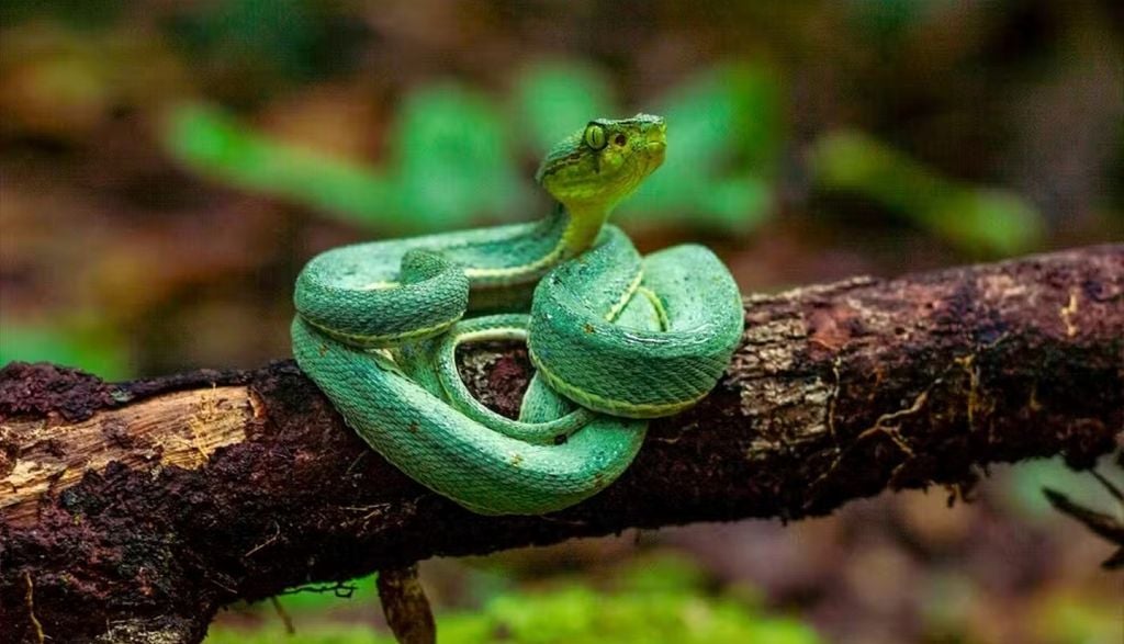 Guia de Turismo faz registro raro de Jararaca-Verde na Amazônia. — Foto: Wirley Almeida/Arquivo Pessoal Guia de Turismo faz registro raro de Jararaca-Verde na Amazônia. Crédito: Wirley Almeida/Arquivo Pessoal