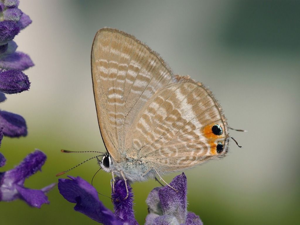 Long-tailed blue butterfly.