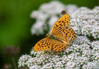 Rare butterfly spotted for first time since 1850 in Tyne and Wear, North East England
