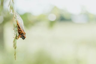 Rare Phenomenon: Trillions of Cicadas to Emerge in Midwest and Southeast in Historic Double-Brood Event