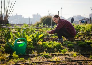 Rare plants in urban gardens attract equally rare species, study finds