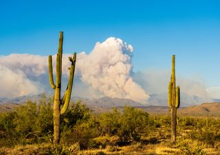 Rare pyrocumulonimbus clouds spotted above United States wildfires