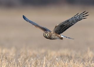 Rare species: hen harriers and large blue butterflies booming in England