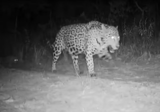 Raro registro de onça-pintada com filhotes trigêmeos emociona pesquisadores em parque de Minas Gerais