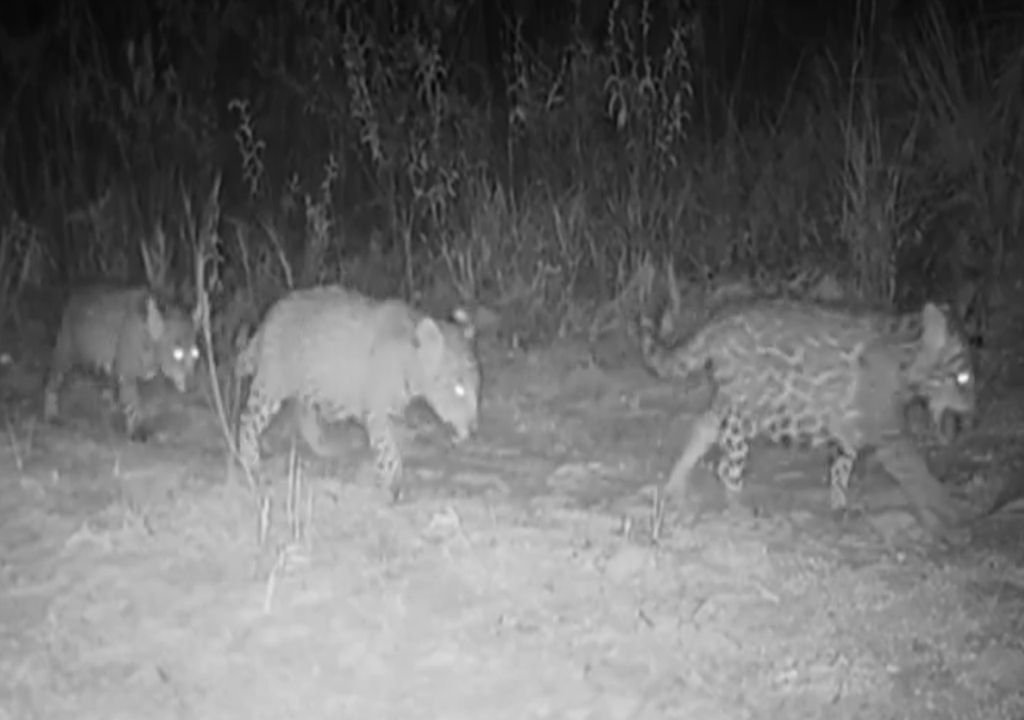 Parque Grande Sertão Veredas abriga família rara de onças-pintadas