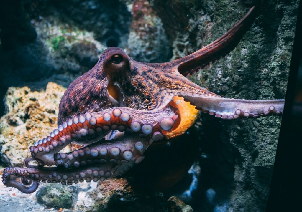 Pulpo Pulpo