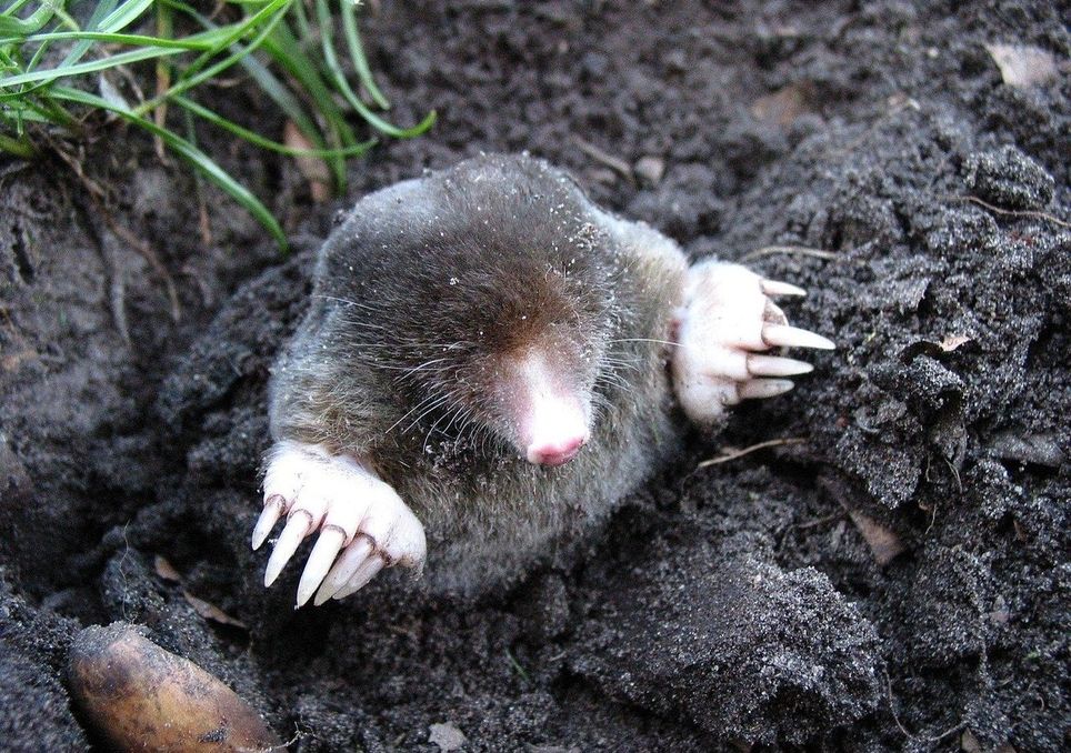 Solitarios enigmáticos: por qué algunos animales sobreviven mejor al aislamiento. Noticias en tiempo real