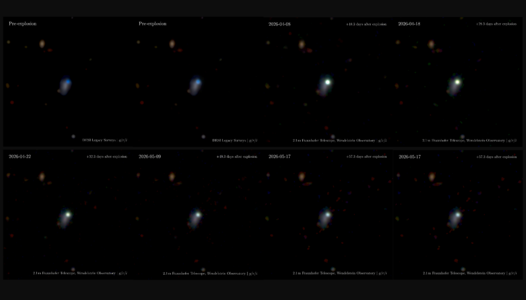 Eine Abfolge von Bildern über mehrere Tage, die vom Fraunhofer-Teleskop der LMU im Verlauf der Supernova aufgenommen wurde. Der umgebende blaue Fleck ist ein großes Gebiet neu entstandener Sterne, in einer nahegelegenen Galaxie. Bild: Wendelstein-Observatorium/Surya Shivaprasad (LMU)