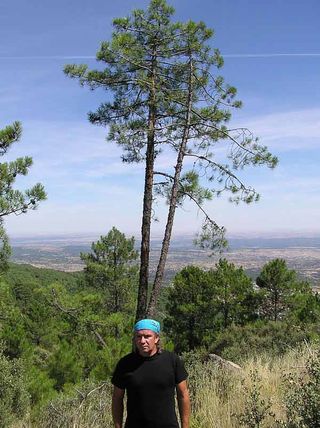 Rayos caídos en pinos