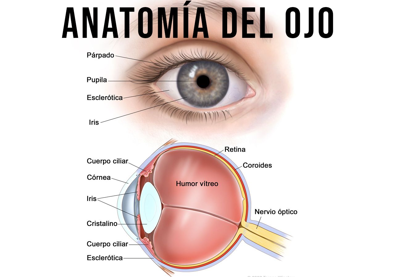 ¿realidad O Mito Ojos Que Cambian De Color Según El Estado Del Tiempo