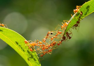 Realizan un macabro experimento para determinar qué tan fuertes son las hormigas 