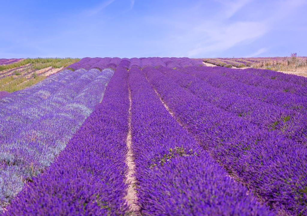 Hitchin lavender, Hertfordshire, Engalnd.